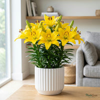 Yellow Asiatic Lily blooming in a garden