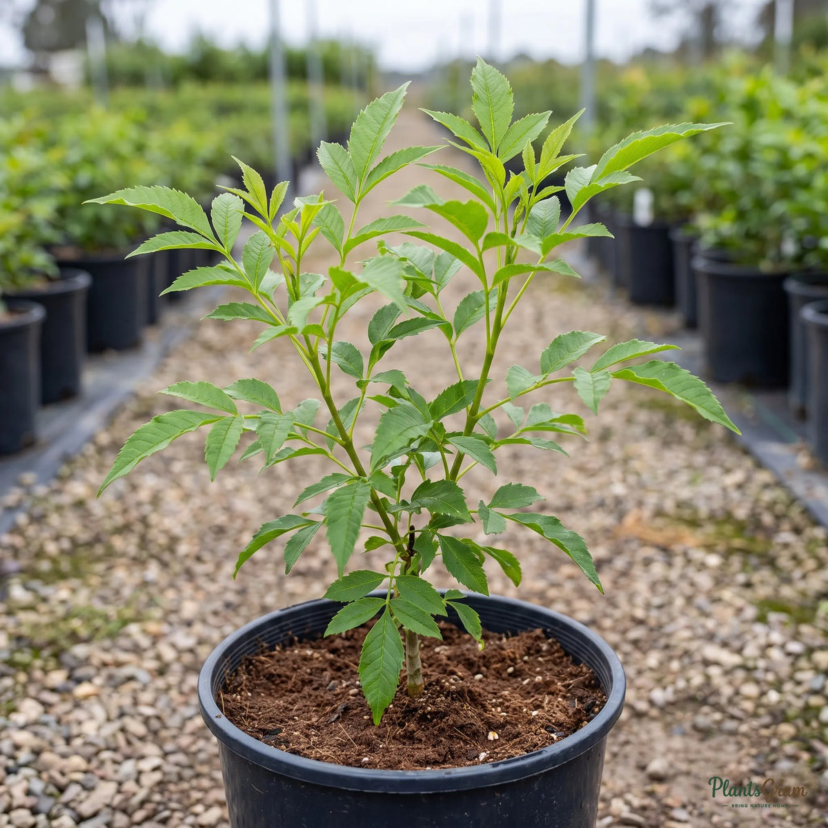 Yellow Bells sapling in a black nursery pot