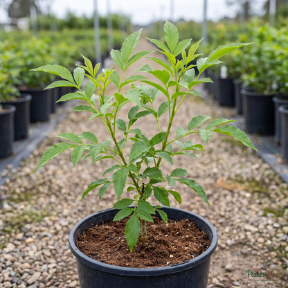 Yellow Bells sapling in a black nursery pot