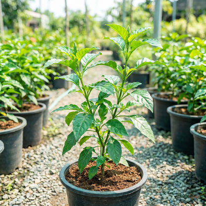 Yellow Crossandra sapling in a black nursery pot