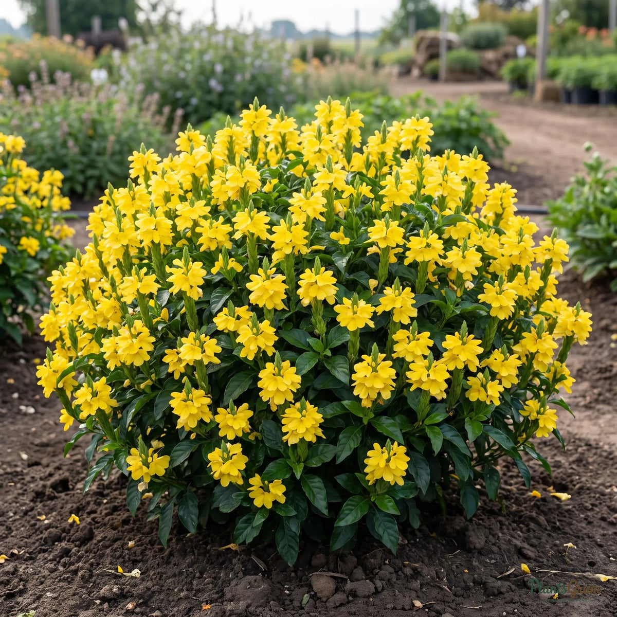 Yellow Crossandra shrub in full bloom