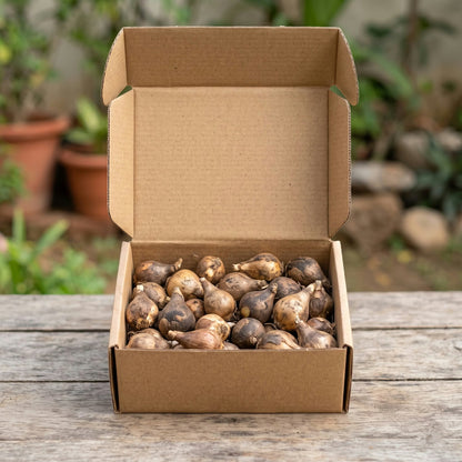 Zephyranthes rain lily flower bulbs packed in a box (yellow variety)