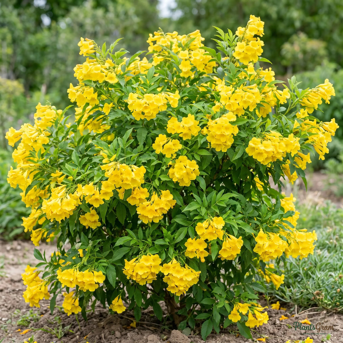 Yellow Bells (Tecoma) shrub blooming with golden trumpet flowers