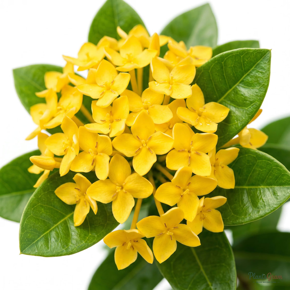Close-up of Ixora Dwarf Yellow clustered yellow flowers and green leaves