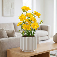 Yellow Freesia flowers blooming in a planter