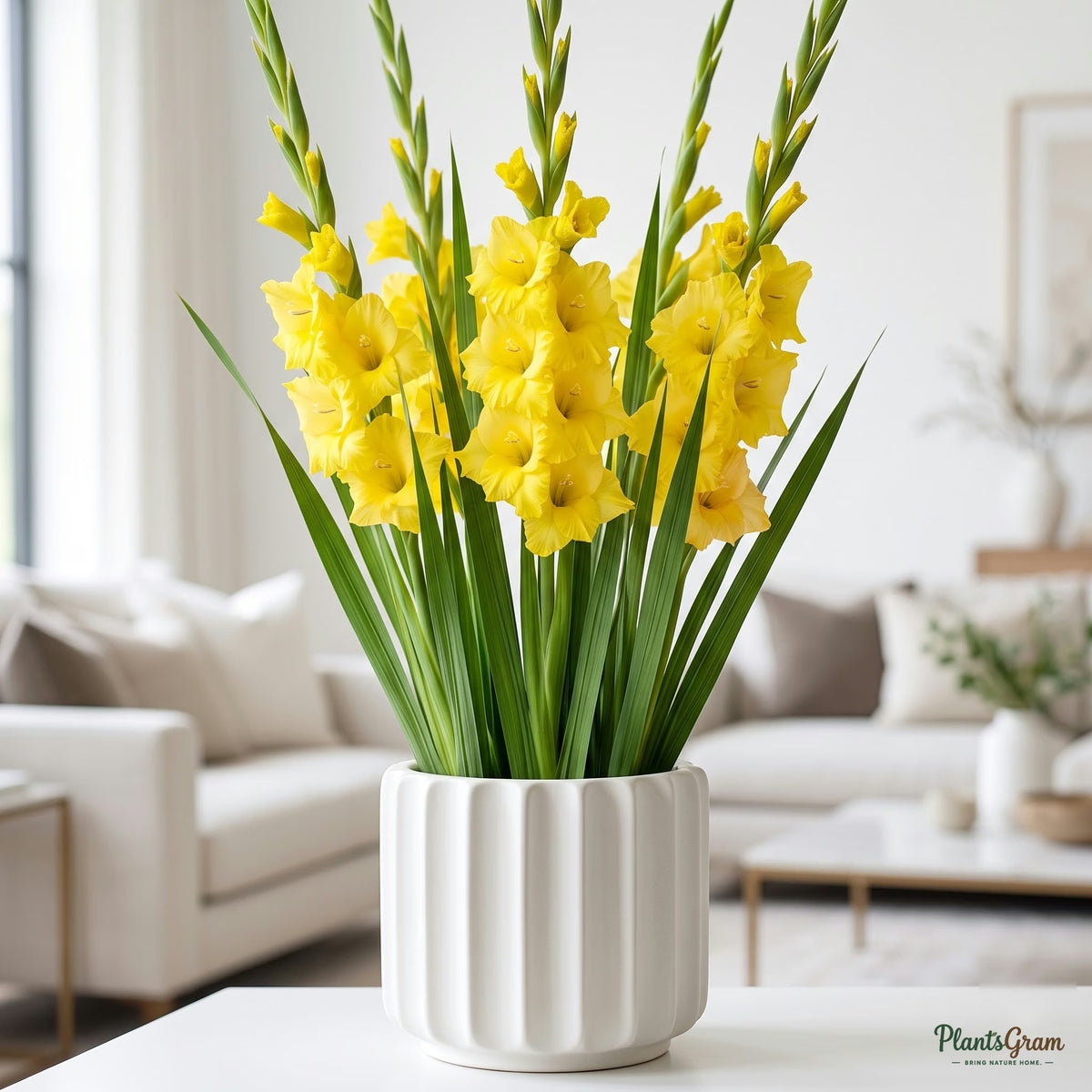 Yellow Gladiolus in bloom, potted