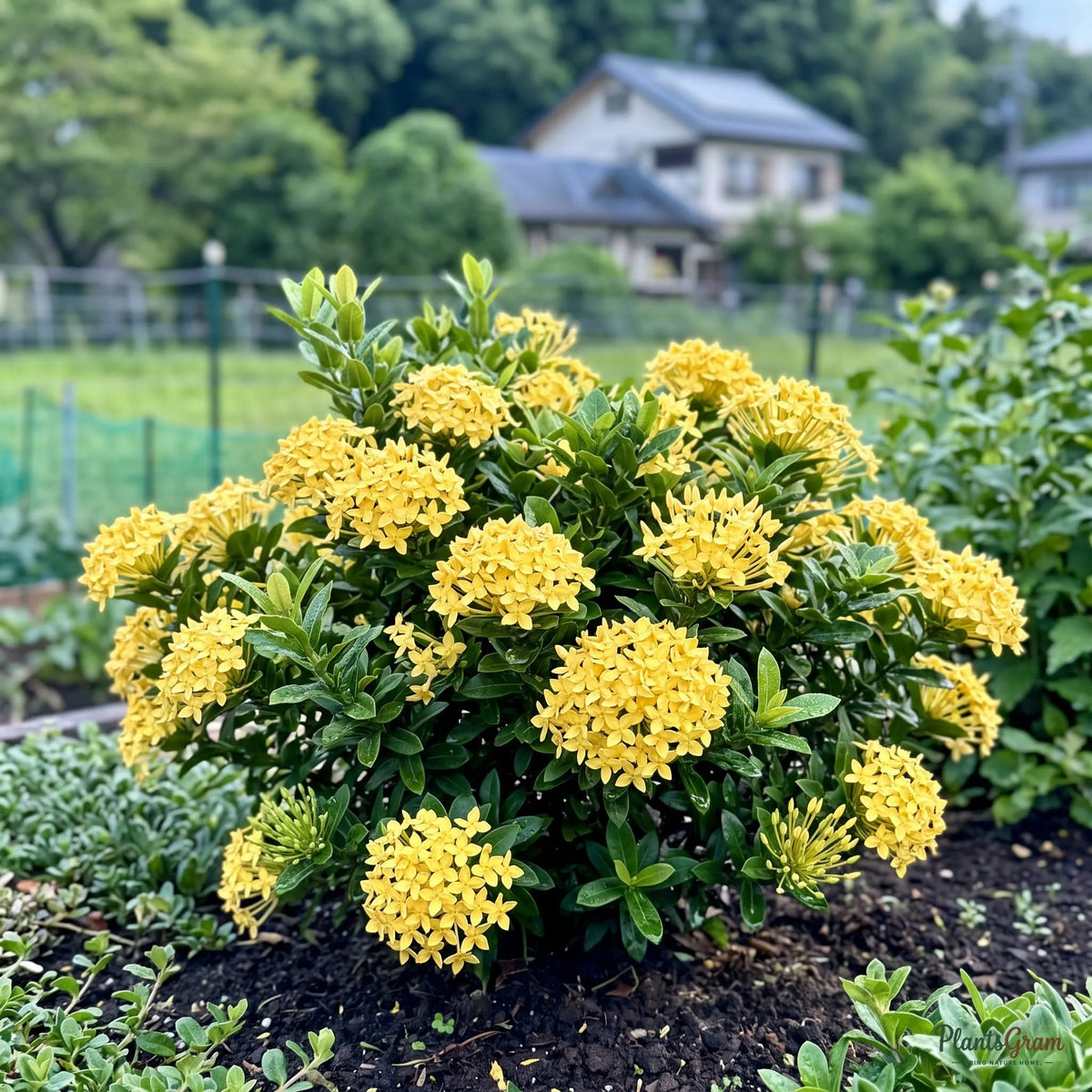 Ixora Semi Dwarf Yellow - Ixora coccinea