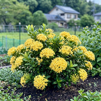 Ixora Semi Dwarf Yellow - Ixora coccinea