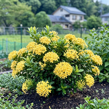 Ixora Semi Dwarf Yellow - Ixora coccinea