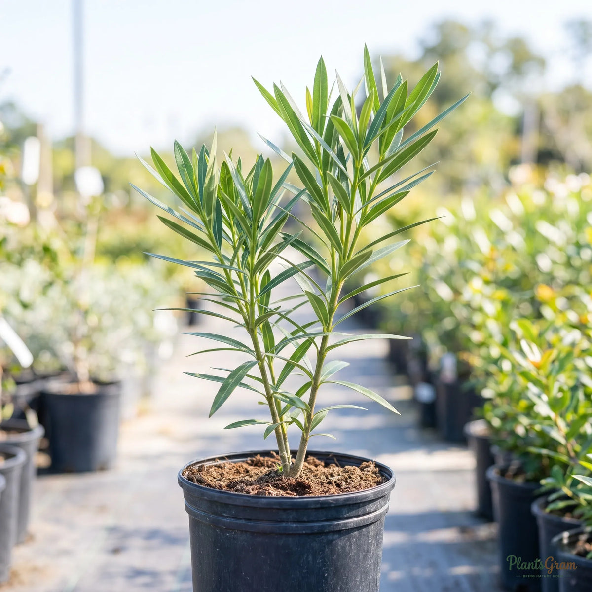 Yellow Nerium sapling in a nursery pot