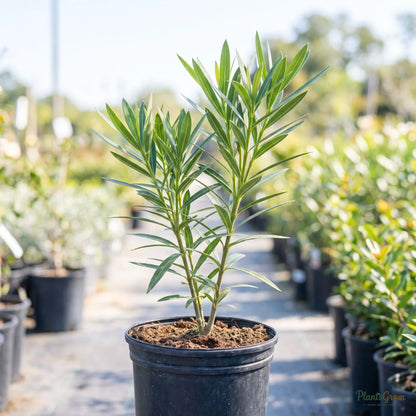 Yellow Nerium sapling in a nursery pot