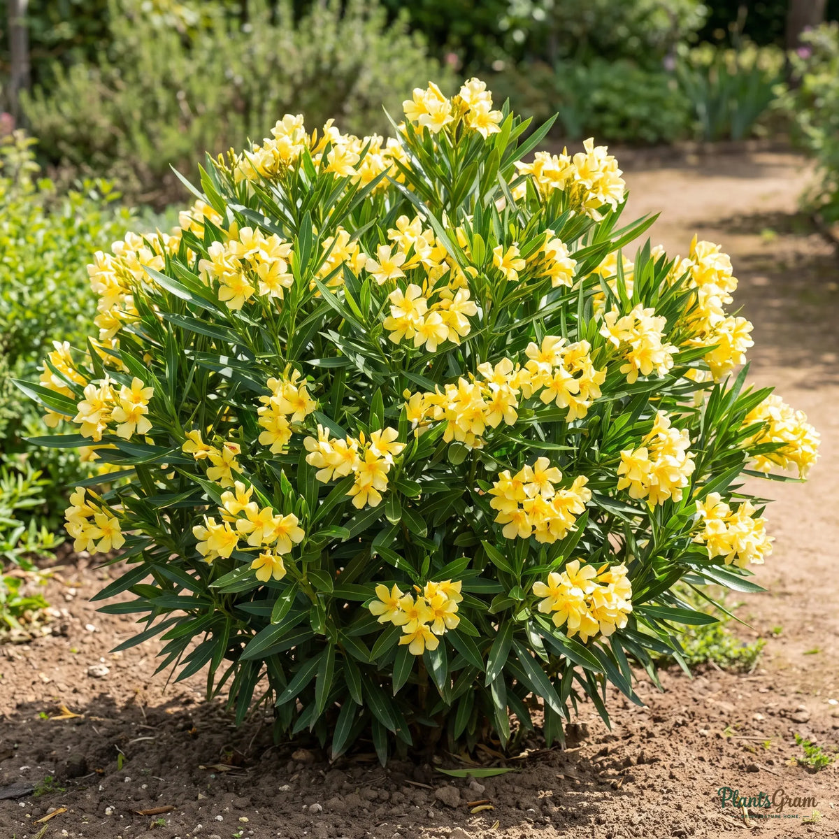 Yellow Nerium (Oleander) shrub blooming