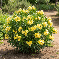 Yellow Nerium (Oleander) shrub blooming