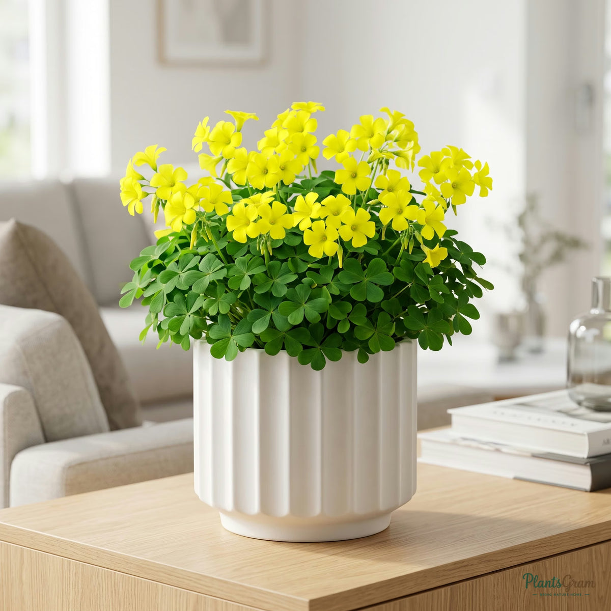 Yellow Oxalis flower plant in a ceramic planter