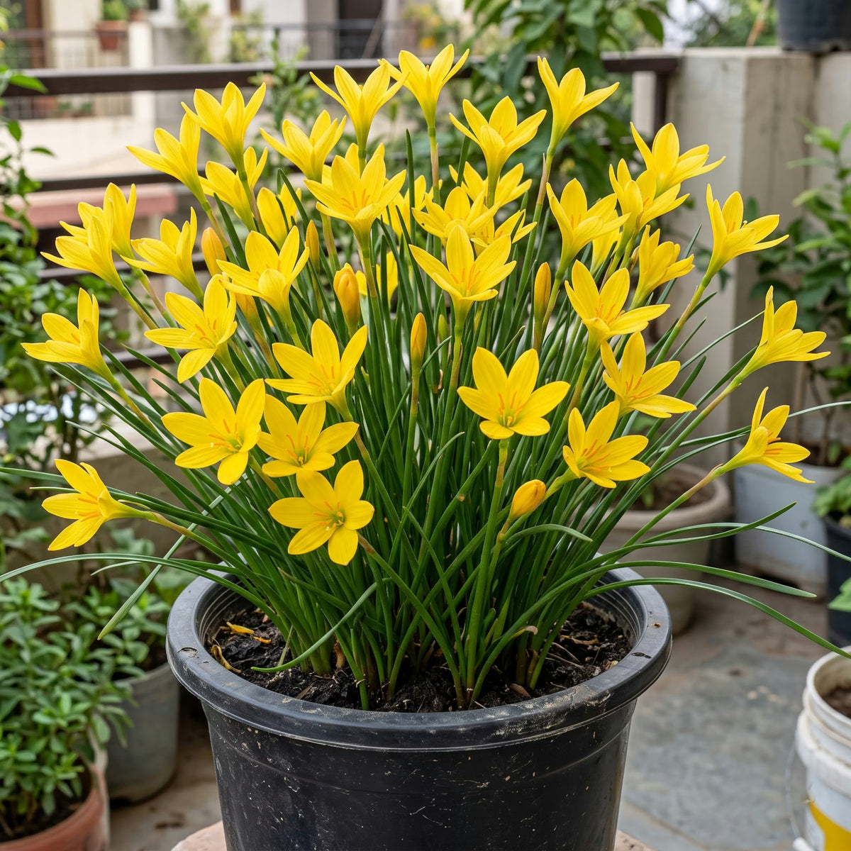 Kings Ransom yellow rain lily blooming in a pot