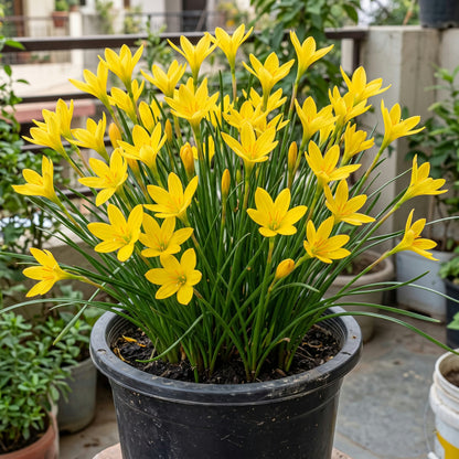 Kings Ransom yellow rain lily blooming in a pot