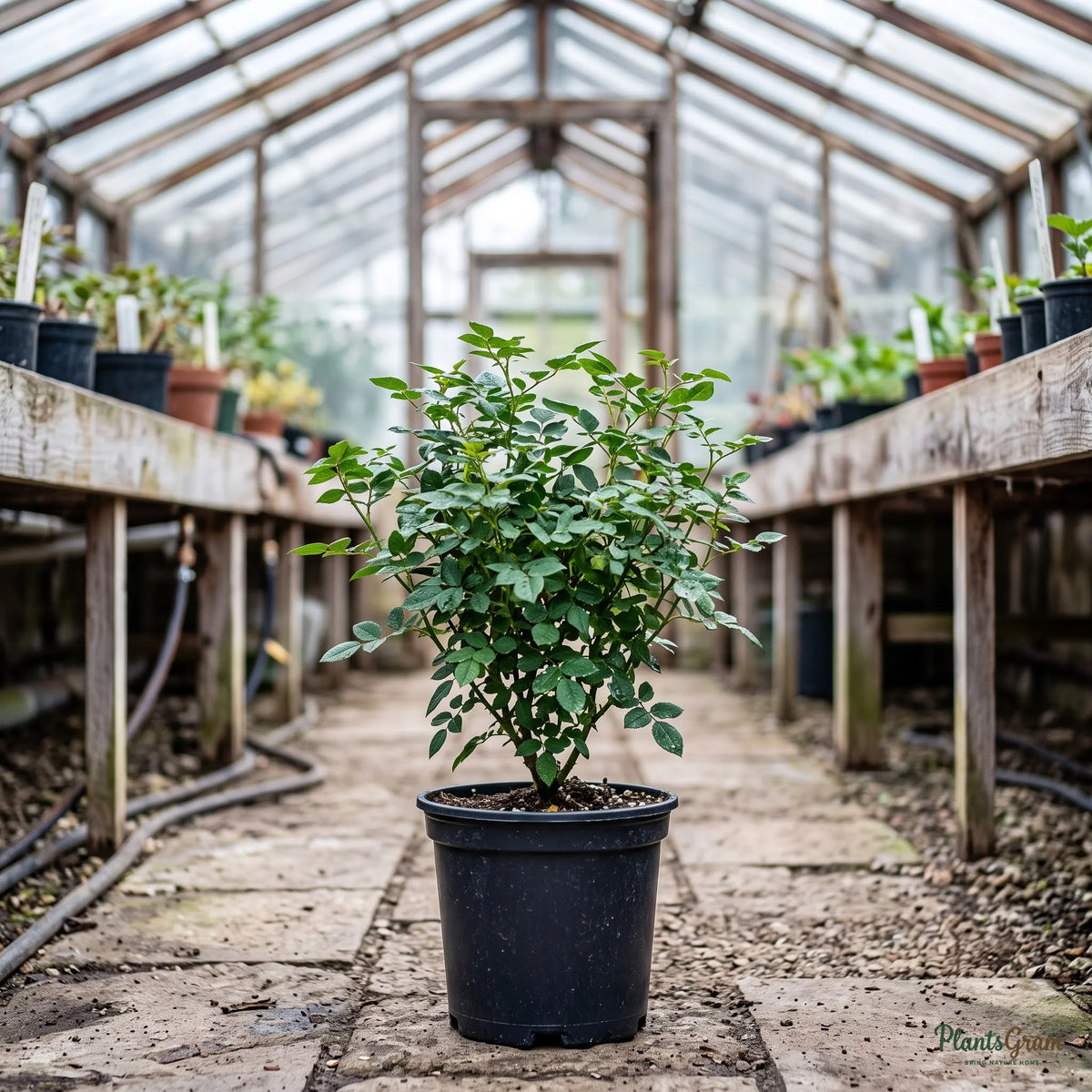 Rosa Friendship (Coral-Orange Rose) - Rosa hybrid