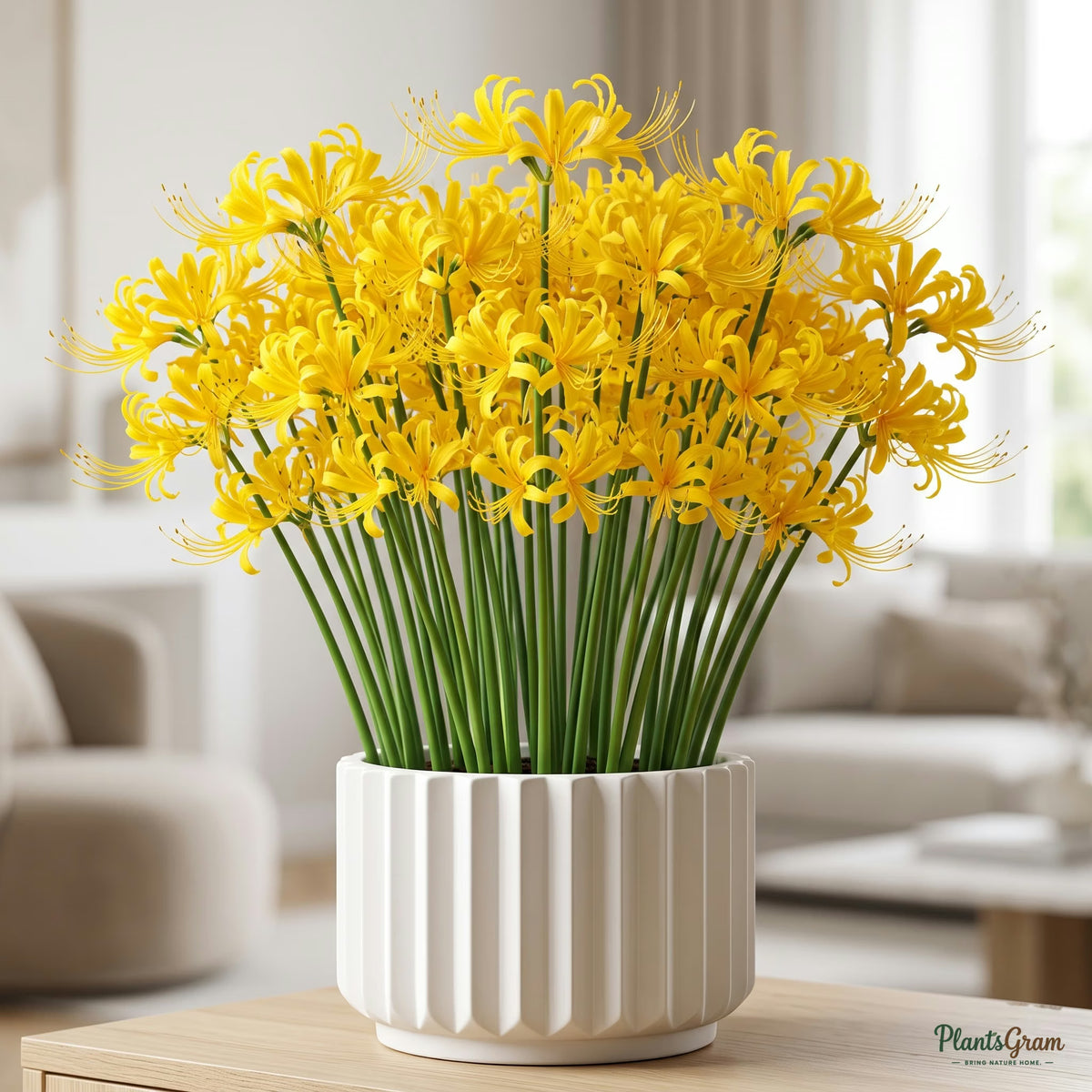 Lycoris aurea yellow spider lily blooming in a planter