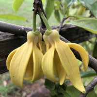 Hari Champa greenish-yellow flowers hanging among leaves