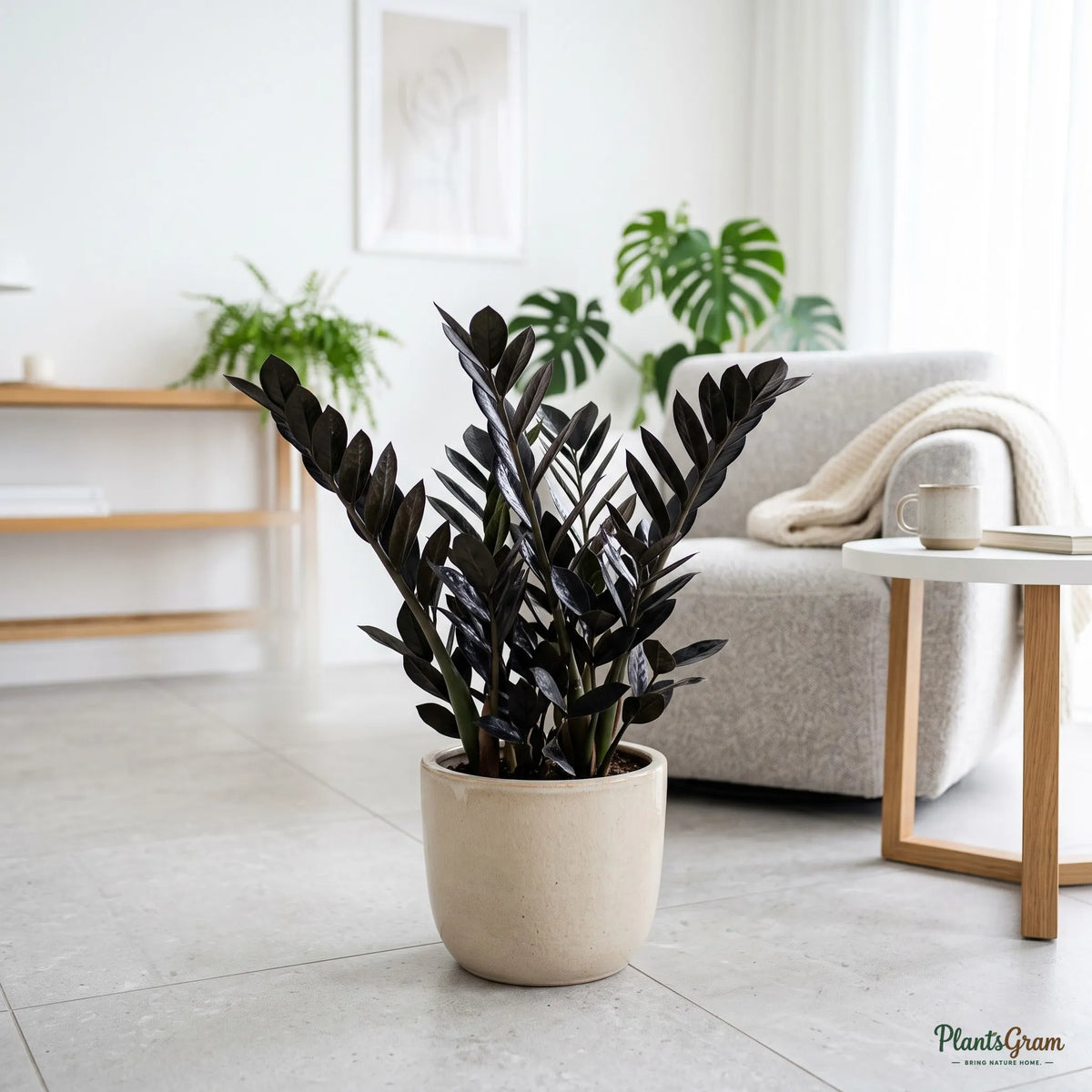 Black ZZ Plant 'Raven' (Zamioculcas zamiifolia)