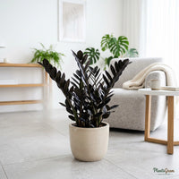 Black ZZ Plant 'Raven' (Zamioculcas zamiifolia)