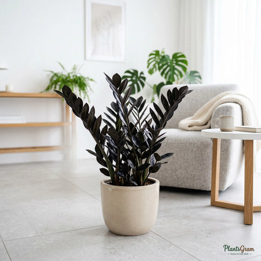 Black ZZ Plant 'Raven' (Zamioculcas zamiifolia)