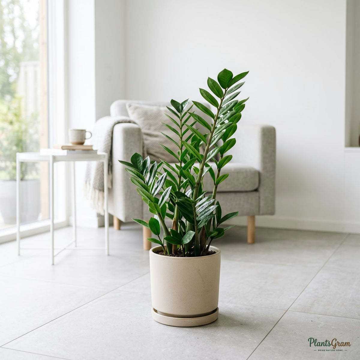 ZZ Plant (Zamioculcas zamiifolia) in beige planter