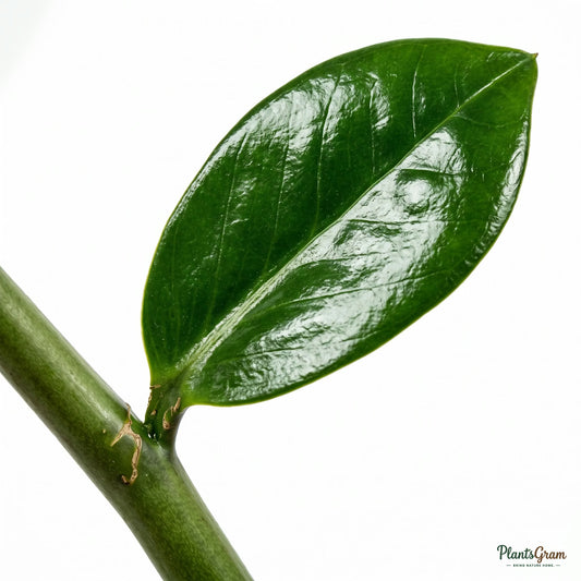Close-up of ZZ Plant glossy leaf and stem
