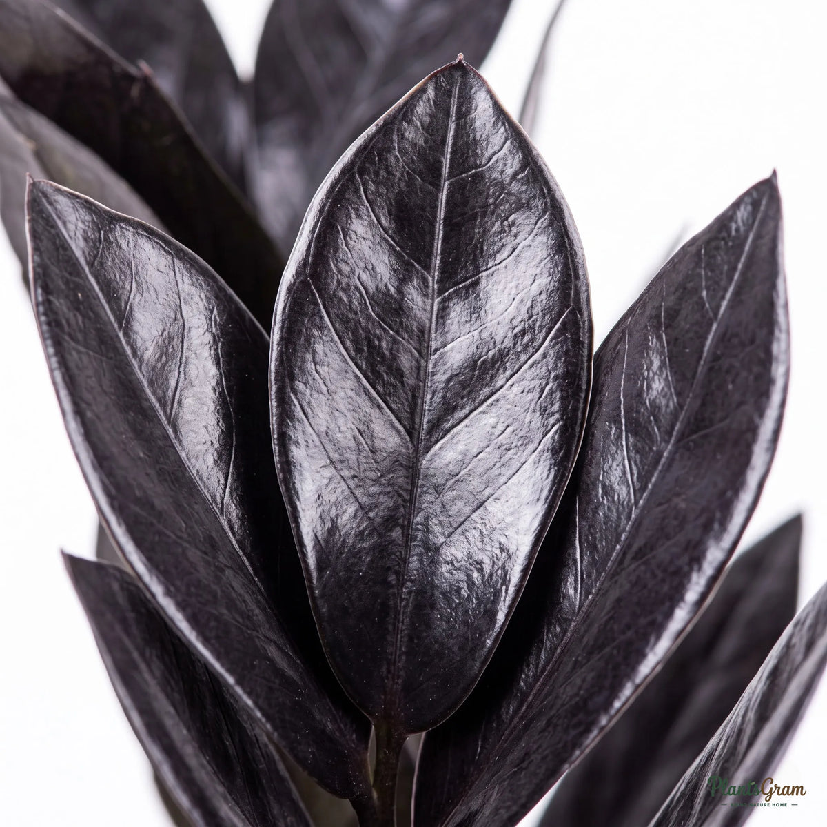 Black ZZ Plant 'Raven' (Zamioculcas zamiifolia)