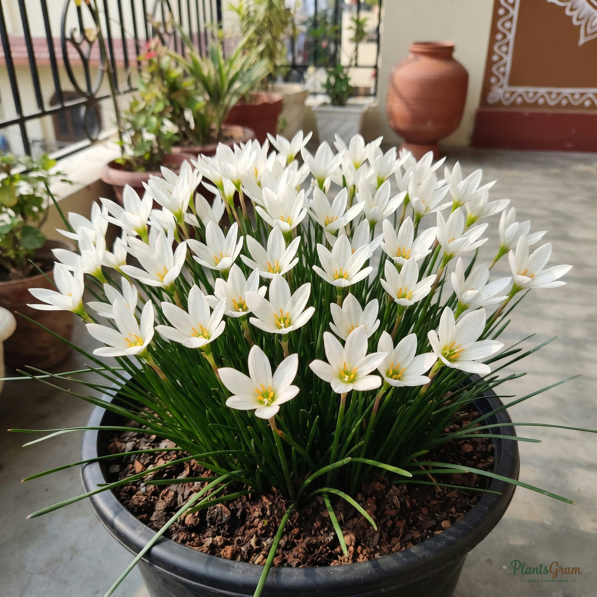 Sun Carlosh rain lily blooming in a pot