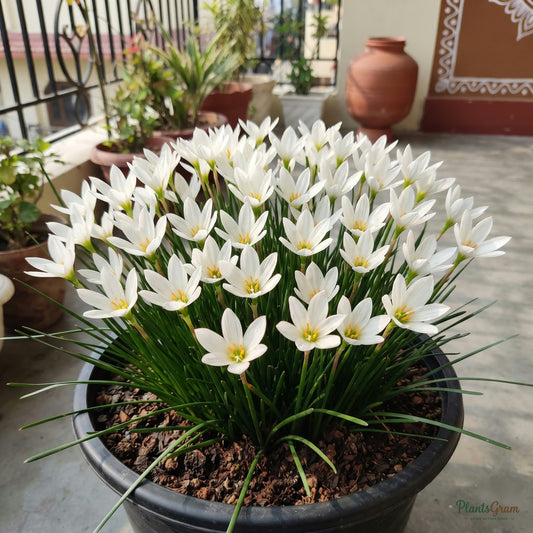 Sun Carlosh rain lily blooming in a pot