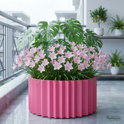 Rain Lily Flower Bulbs (Skura Snow) growing in a pot