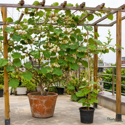 Kiwi (Male, Pollinator) - Fruit Plant