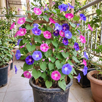 Morning Glory Mixed Color Flower Seeds