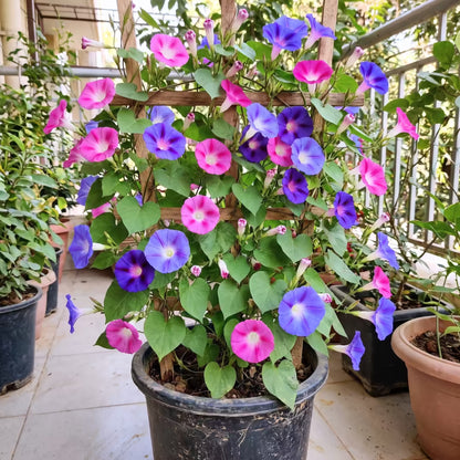 Morning Glory Mixed Color Flower Seeds