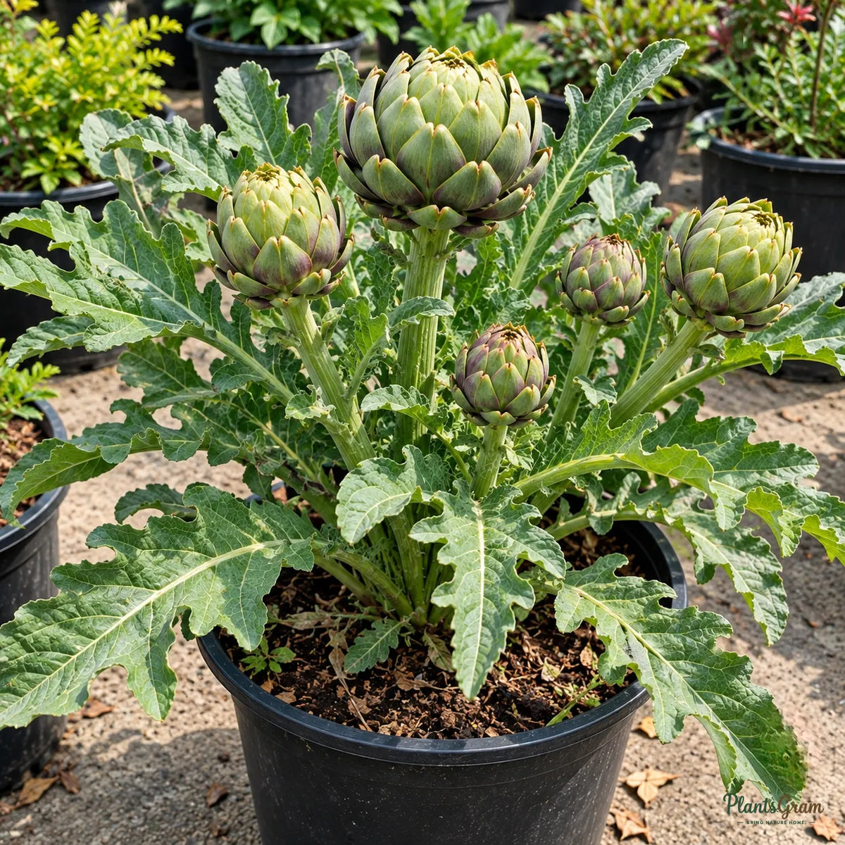 Green Globe Artichoke Seeds – 30–40 Seeds