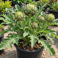 Green Globe Artichoke Seeds – 30–40 Seeds