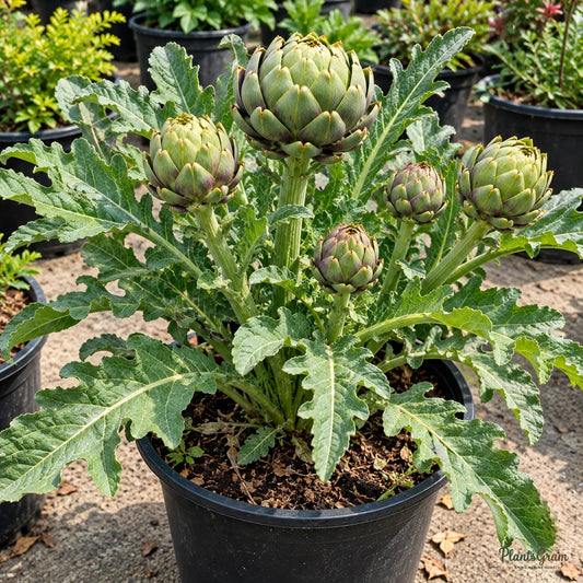 Green Globe Artichoke Seeds – 30–40 Seeds