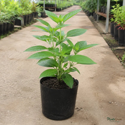 Pentas (Violet) - Pentas lanceolata