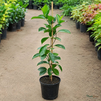 Mandevilla Red Single - Flowering Climber