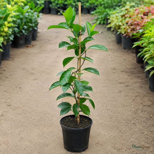 Mandevilla Red Single - Flowering Climber
