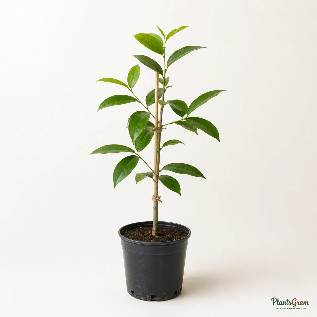 Water Apple (Hybrid) - White Variety