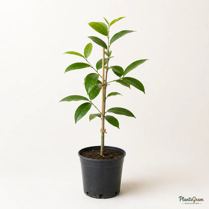 Water Apple (Hybrid) - White Variety