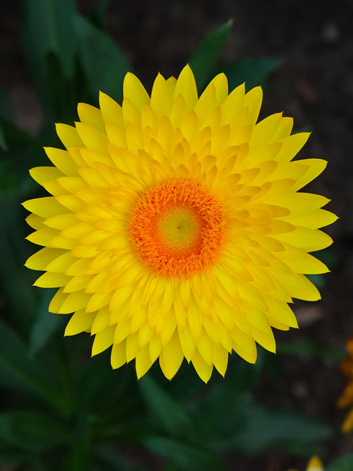 Acroclinium/strawflower (Helipterum) double yellow papery petals with orange center, everlasting flower
