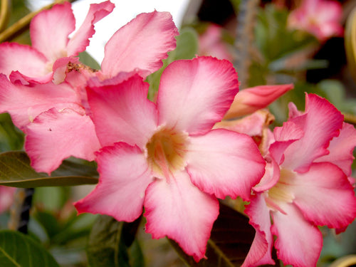 Adenium Baby Pink — halka gulabi desert rose phool, kinaron par gehra pink shade aur pile center ke saath