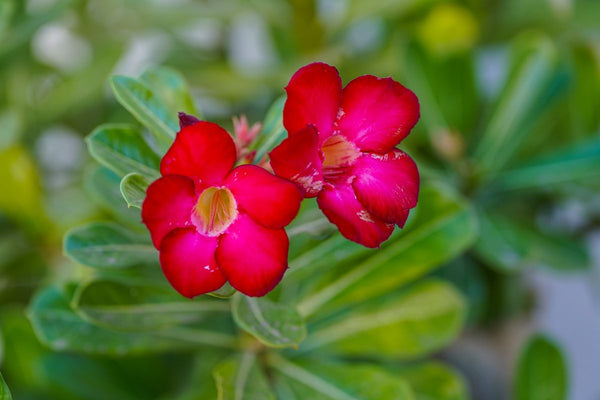 Do gehre laal Adenium (desert rose) phool hare pattiyon ke beech khile hue