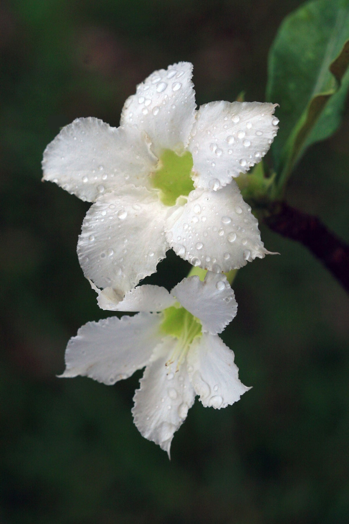 Adenium White — safed desert rose ke do phool, halke hare center ke saath, paani ki boondon ke saath