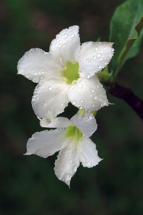 Adenium White — safed desert rose ke do phool, halke hare center ke saath, paani ki boondon ke saath