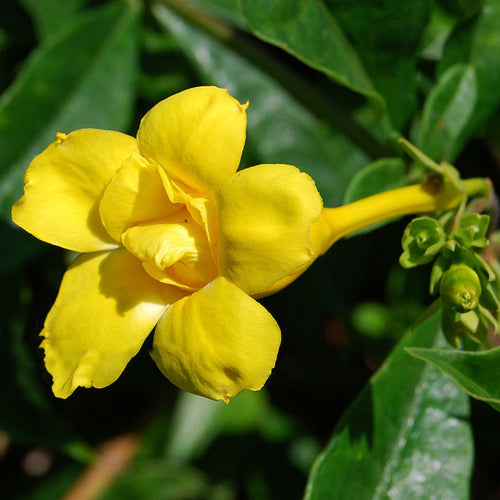 Allamanda Yellow Double - Creepers & Climbers