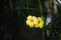Do golden yellow allamanda phool paas-paas khile hue, dark background mein
